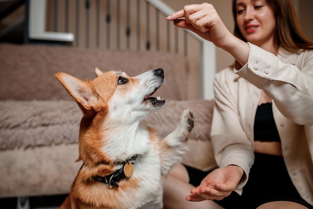 Attraktives Mädchen umarmt und spielt mit dem Corgi-Hund zu Hause Welsh Corgi Pembroke mit seiner Besitzerin auf dem Boden im Wohnzimmer