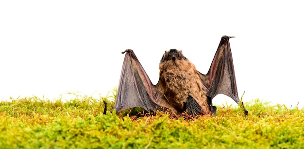 Attrappe einer wilden Fledermaus auf Gras Wilde Natur Vorderbeine als Flügel adaptiert Säugetiere sind von Natur aus zu echtem und anhaltendem Flug fähig Fledermaus sendet Ultraschall aus, um Echo zu erzeugen Fledermausdetektor Hässliche Fledermaus