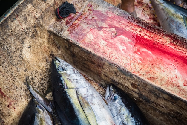 Atum à venda no mercado de peixe em Male, Maldivas