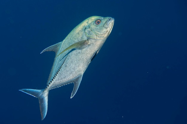 Atum gigante trevally caranx