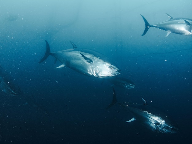 Atum rabilho gigante Thunnus thynus nadando dentro de uma rede de pesca