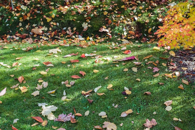 Atumn folhas caídas vermelhas e amarelas na grama verde Jardinagem durante o outono Limpando o gramado das folhas