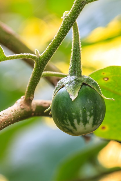 Aubergine auf Baum im Garten