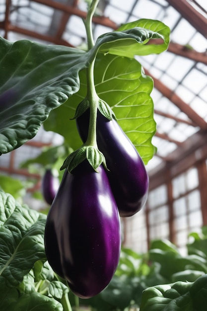 Aubergine auf weißem Papierhintergrund