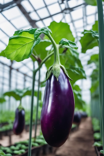 Aubergine auf weißem Papierhintergrund