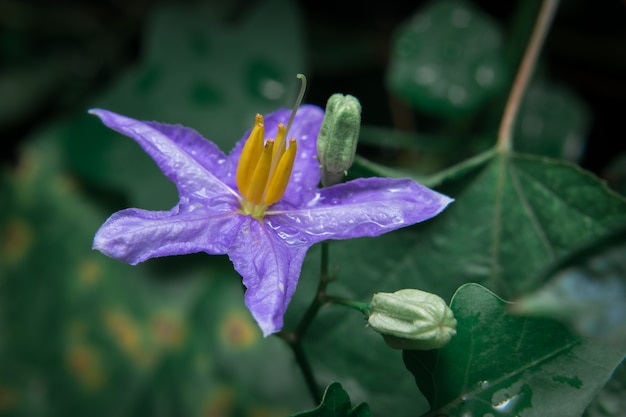 Foto aubergine blüht purpurrot