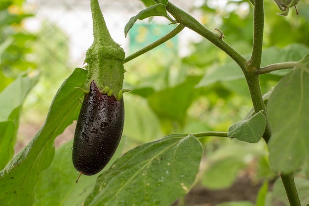 Aubergine, die auf Busch im Garten wächst