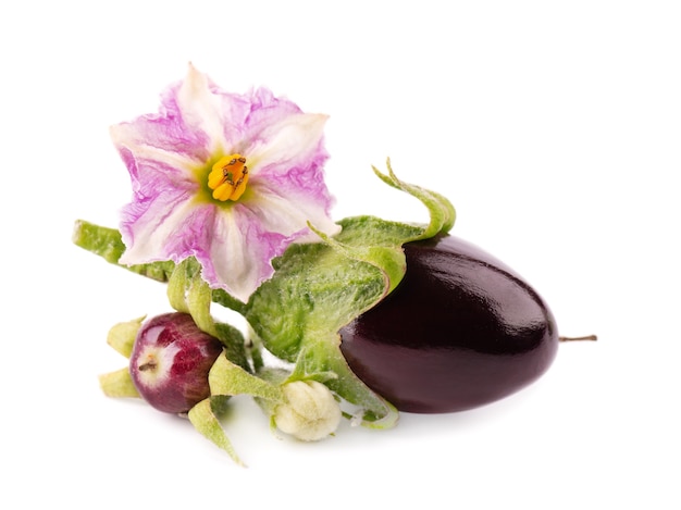 Aubergine mit auberginenblüte