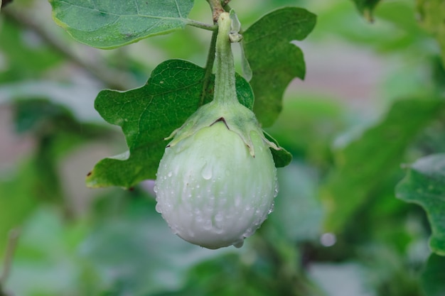 Aubergine