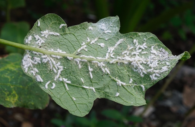 Auberginenblätter werden von Blattläusen Brevicoryne brassicae befallen, die allgemein als Kohlblattlaus bekannt sind