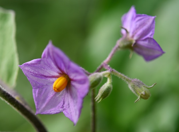 Auberginenblüten, die im Blütenstaub blühen, machen es deutlich.