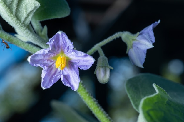 Auberginenblume