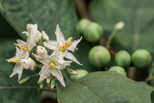 Auberginenblumen auf dem Baum