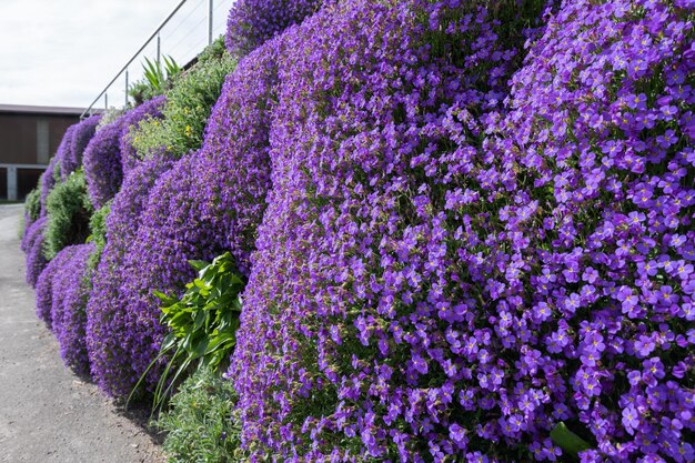 Aubrieta cubre el jardín de rocas