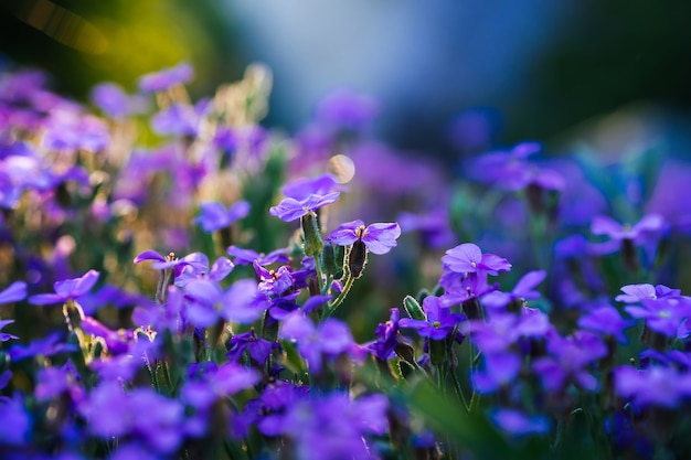 Aubrieta florece flores violetas azules en el jardín de primavera
