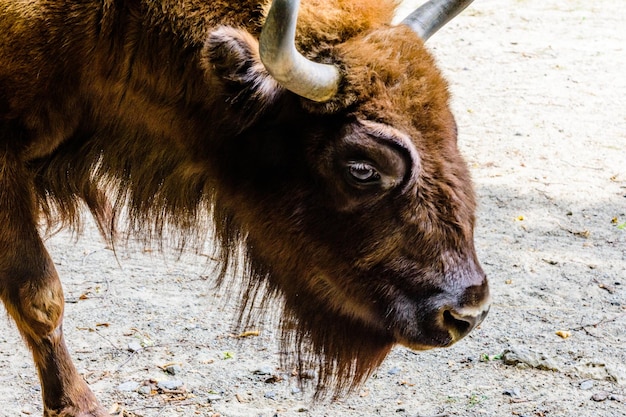 Auerochsen-Bison bonasus im Pferch auf der Farm Nahaufnahme der Auerochsen-Schnauze