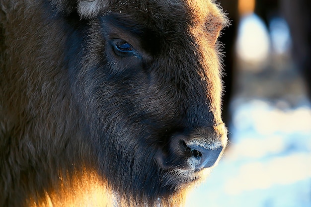 Auerochsen-Bison in der Natur / Wintersaison, Bison auf einem schneebedeckten Feld, ein großer Bullenbüffel