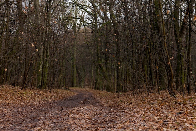 Auf das Bodenlaub im Ahornwald gefallen. Die Herbstsaison, bewölktes Wetter und schlechte Beleuchtung