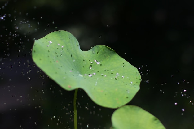 Auf das Lotusblatt träufeln