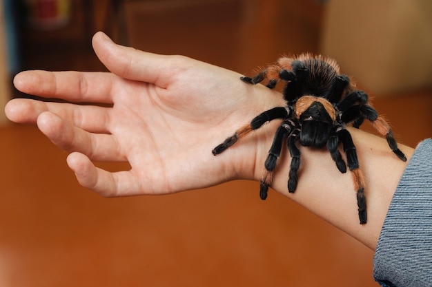 Auf dem Arm sitzt eine große Tarantel-Spinne.