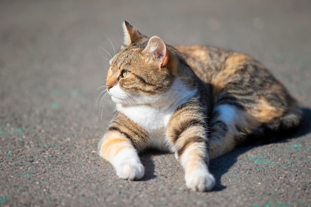 Auf dem Asphalt liegt eine Straßenkatze