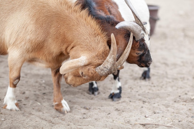 Auf dem Bauernhof spielen lustige Hornziegen und kleine gefleckte Ziegen