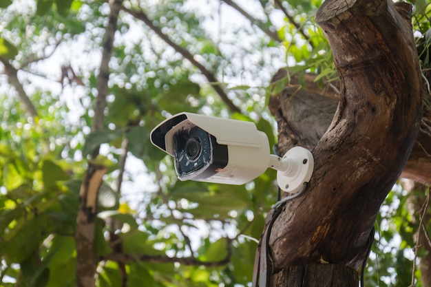 Auf dem Baum installierte weiße Videoüberwachung, die sich auf die Harmonie zwischen Technologie und Natur bezieht.