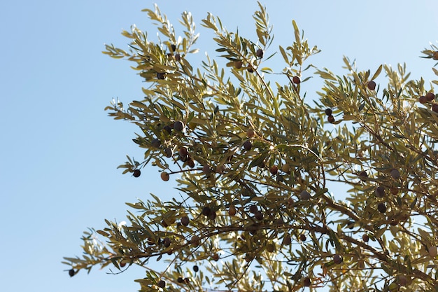 Auf dem Baum wachsen reife grüne und schwarze Oliven