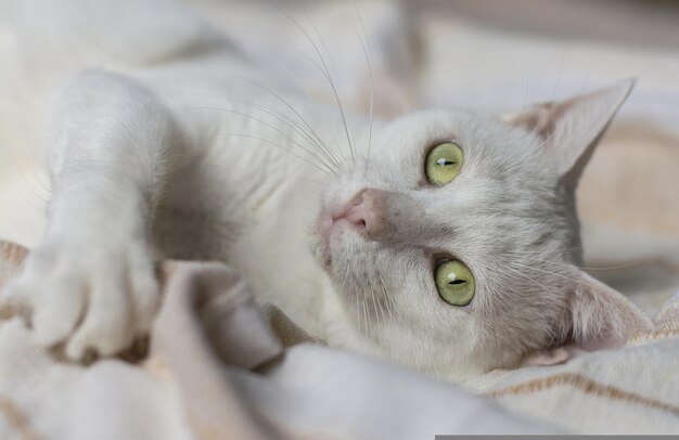 Auf dem Bett liegt eine weiße Katze mit grünen Augen