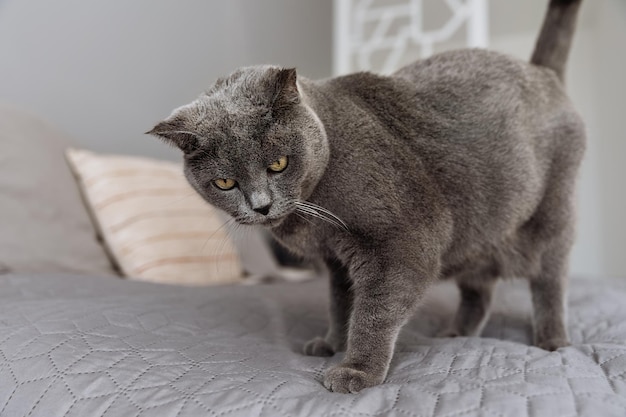 Auf dem Bett steht eine große, erwachsene, graue britische Katze.