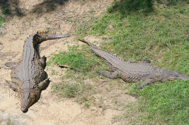 Auf dem Boden der Farm liegen zwei Krokodile