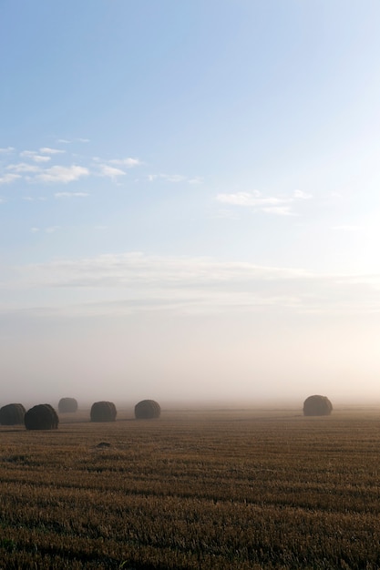 Auf dem Boden liegend zylindrische Strohstapel nach der Ernte, die Sommerlandschaft am Morgen mit einem dichten Nebel