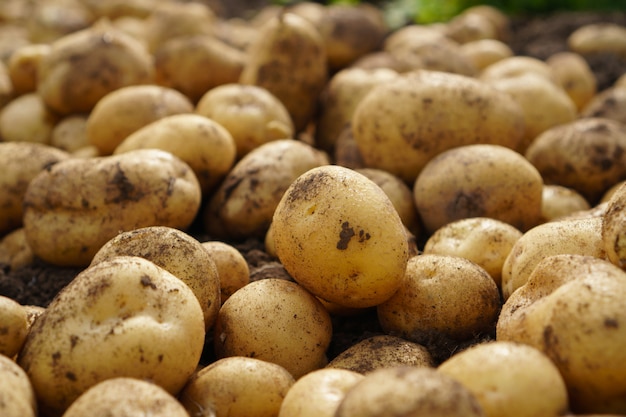 Auf dem Boden liegende frische Kartoffel, gute Ernte und Bio-Lebensmittel.