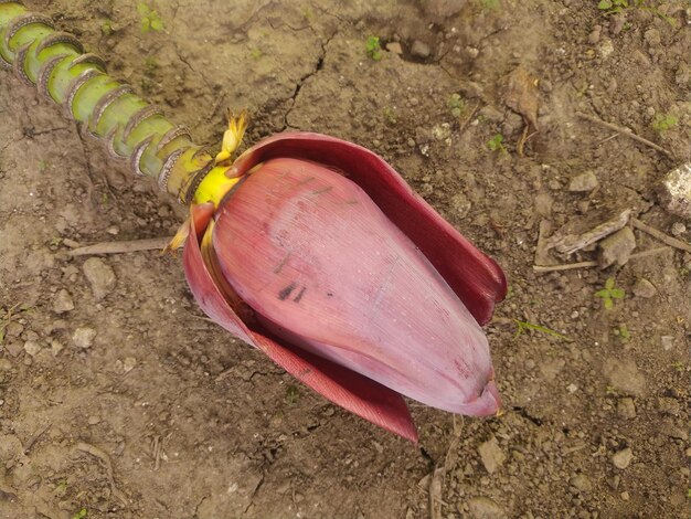 Foto auf dem boden liegt eine bananenblüte mit dem wort „banane“ darauf.