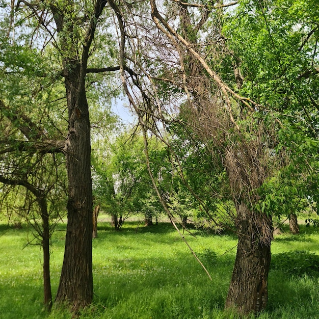 Auf dem Boden wächst ein Baum mit einer Rebe.