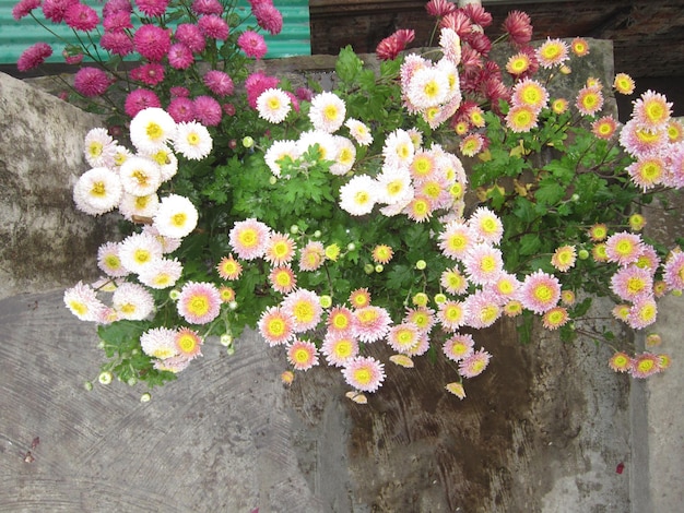 Auf dem Dach blüht eine Chrysanthemenblume