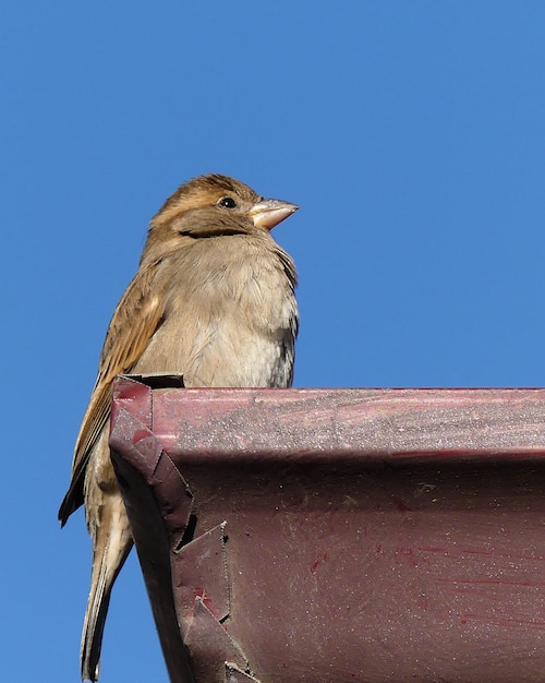 Auf dem Dach eines Hauses hat der Spatz ein Nest gemacht und steht auf dem Dach blauer Himmel und winziger Spatz auf dem Hausdach