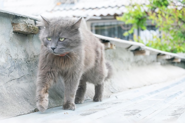 Auf dem Dach sitzt eine graue Katze auf der Straße