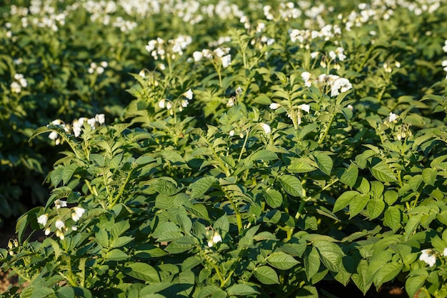 Auf dem Feld blühende Kartoffelblumen Feld mit blühenden Kartoffelpflanzen Solanum tuberosumxA