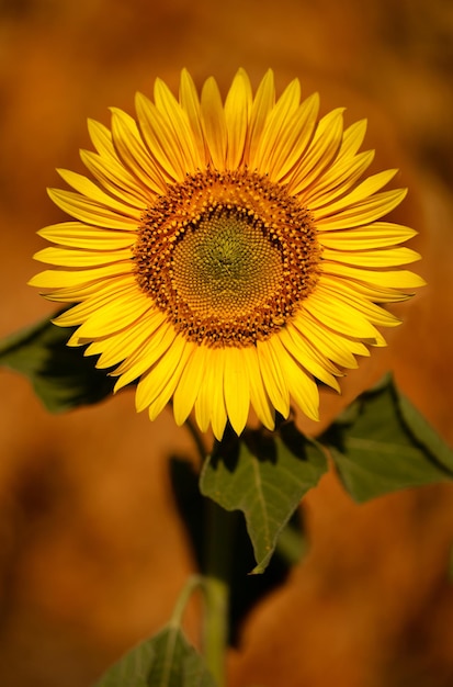 Auf dem Feld blüht eine leuchtend gelbe Sonnenblumenblume Selektiver Fokus