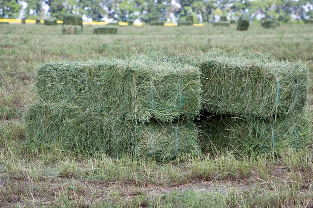 Auf dem Feld liegen Quaderballen mit Luzerneheu für Rinder