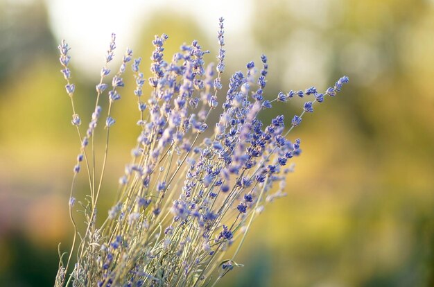 Auf dem Feld Mädchen, das einen Blumenstrauß aus Lavendel in der Hand hält Morgensonnenaufgang Landschaft Lavendel-Bouquet