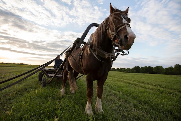 Auf dem Feld steht ein Pferd mit einem Karren und ein Dorfbewohner sitzt im Karren