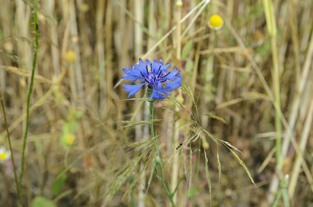 Auf dem Feld wachsen blaue Kornblumen