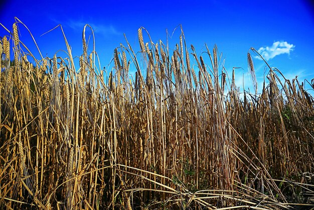 Auf dem Feld wächst Roggen