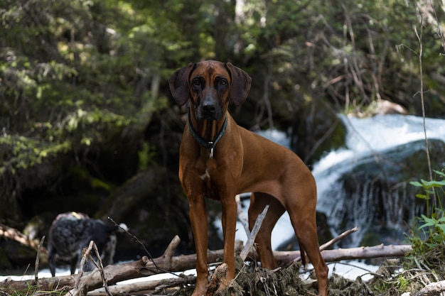 Auf dem Foto ist ein Rhodesian Ridgeback zu sehen, der steht und beobachtet. Foto wurde in der Nähe des Flusses Walchen, Sylvensteinstausee, Bayern, Deutschland gemacht.