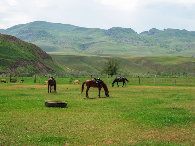 Auf dem frühlingsgrünen Rasen grasen rote Pferde der Rasse "Budennovskaya". Dagestan. Russland.