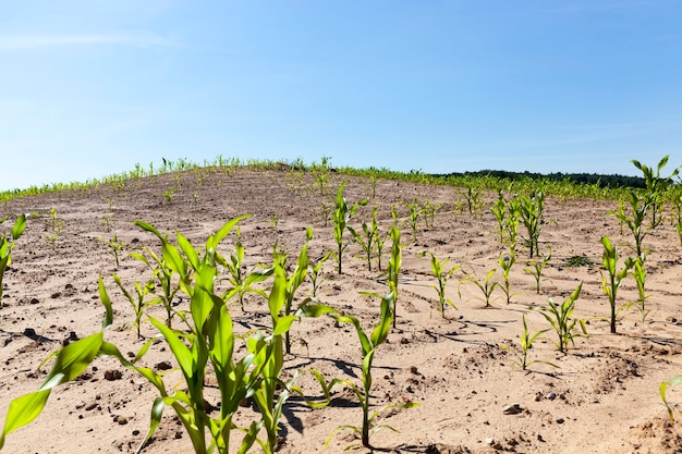 Auf dem Gebiet eines landwirtschaftlichen Feldes wachsen selten Maisstängel