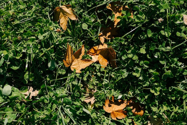 Auf dem grünen Gras liegen feuergelbe Herbstahornblätter in Tautropfen