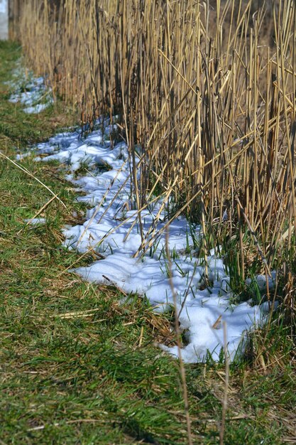 Auf dem grünen Gras liegt Schnee